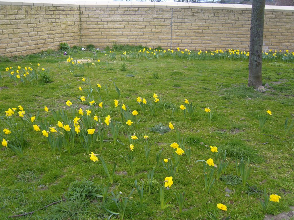 Daffodils